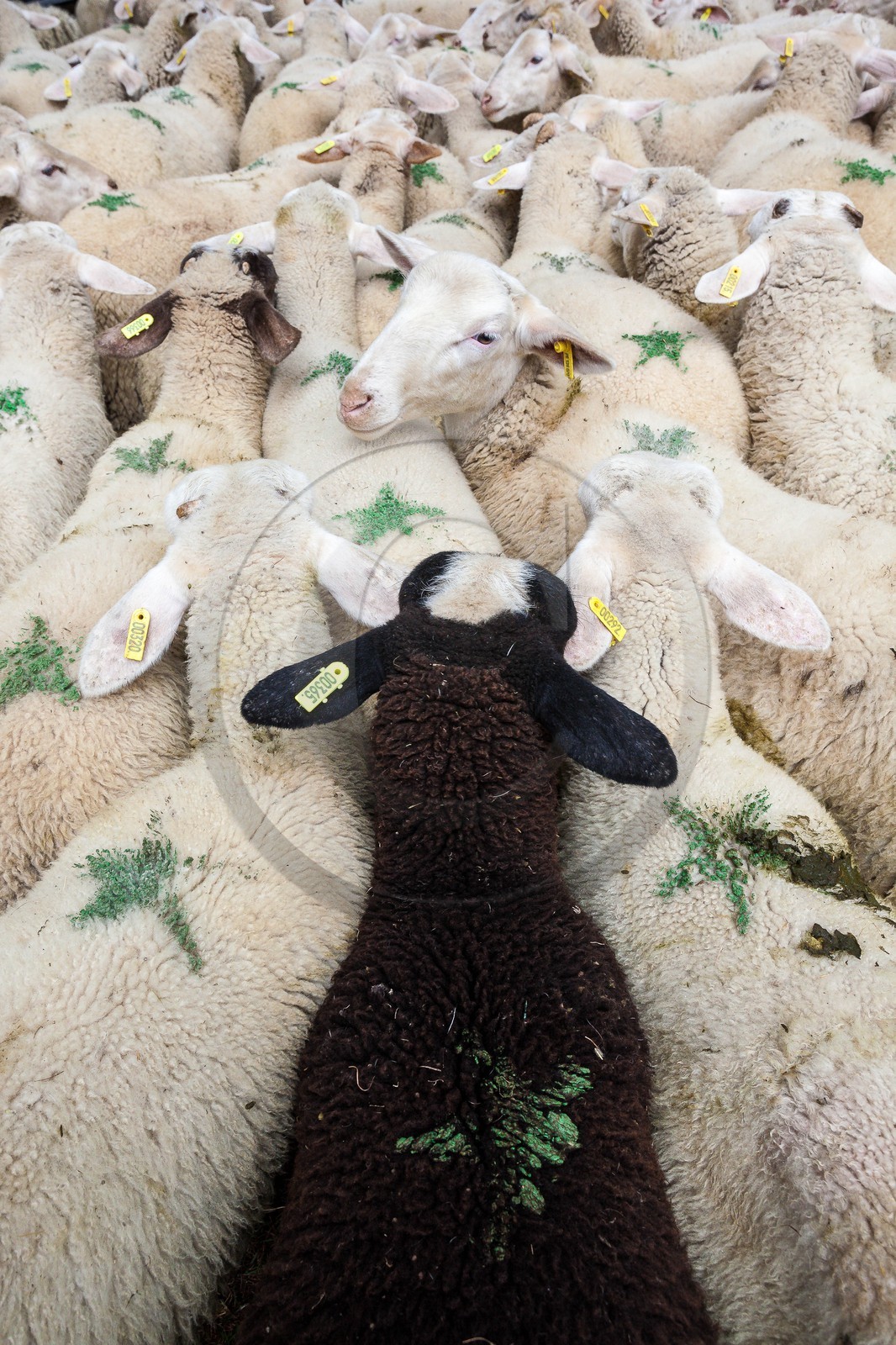 Vallée du Valgaudemar