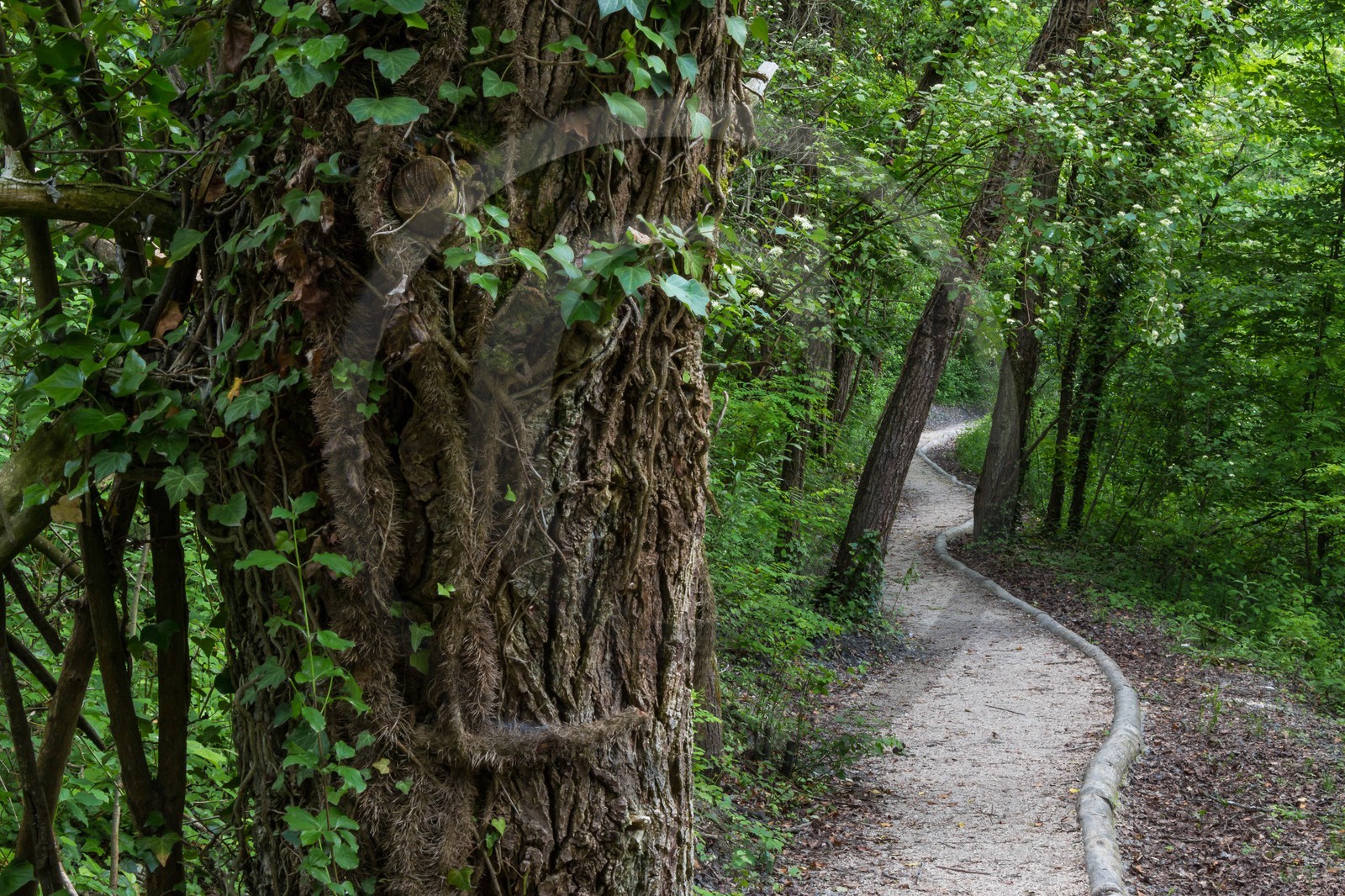 ENS de l'Isère, bois de la Bâtie