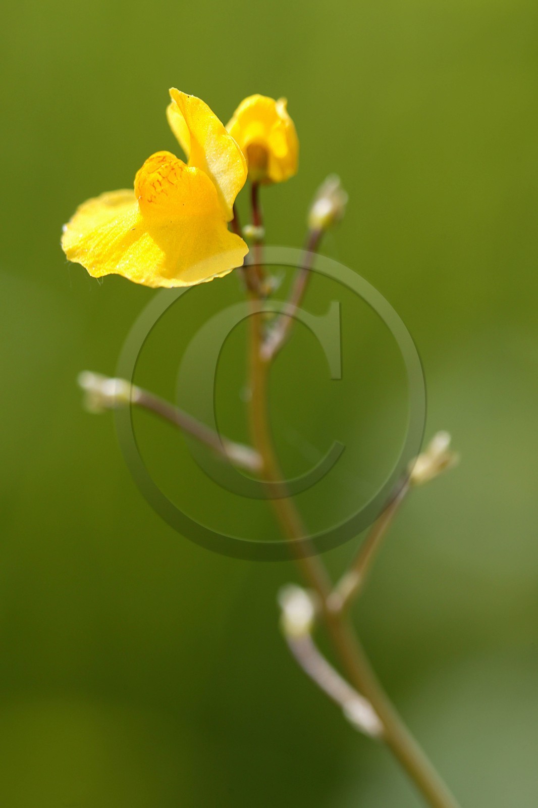 Petite utriculaire, Utricularia minor