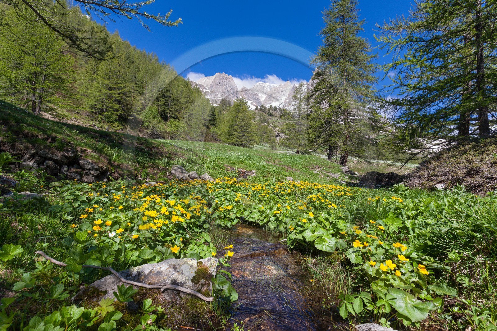 Populage des marais, Caltha palustris