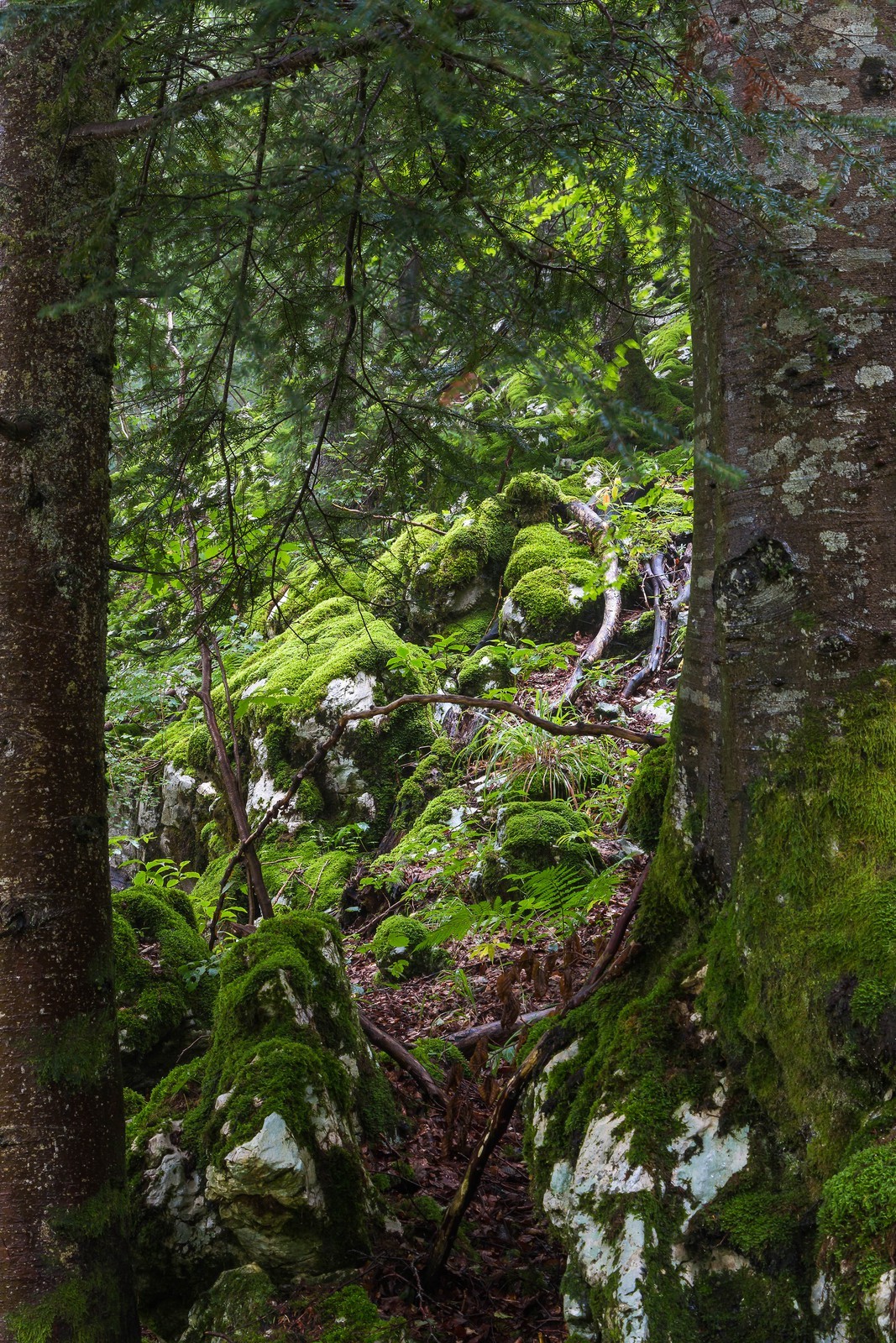 ENS de l'Isère, Les Ecouges
