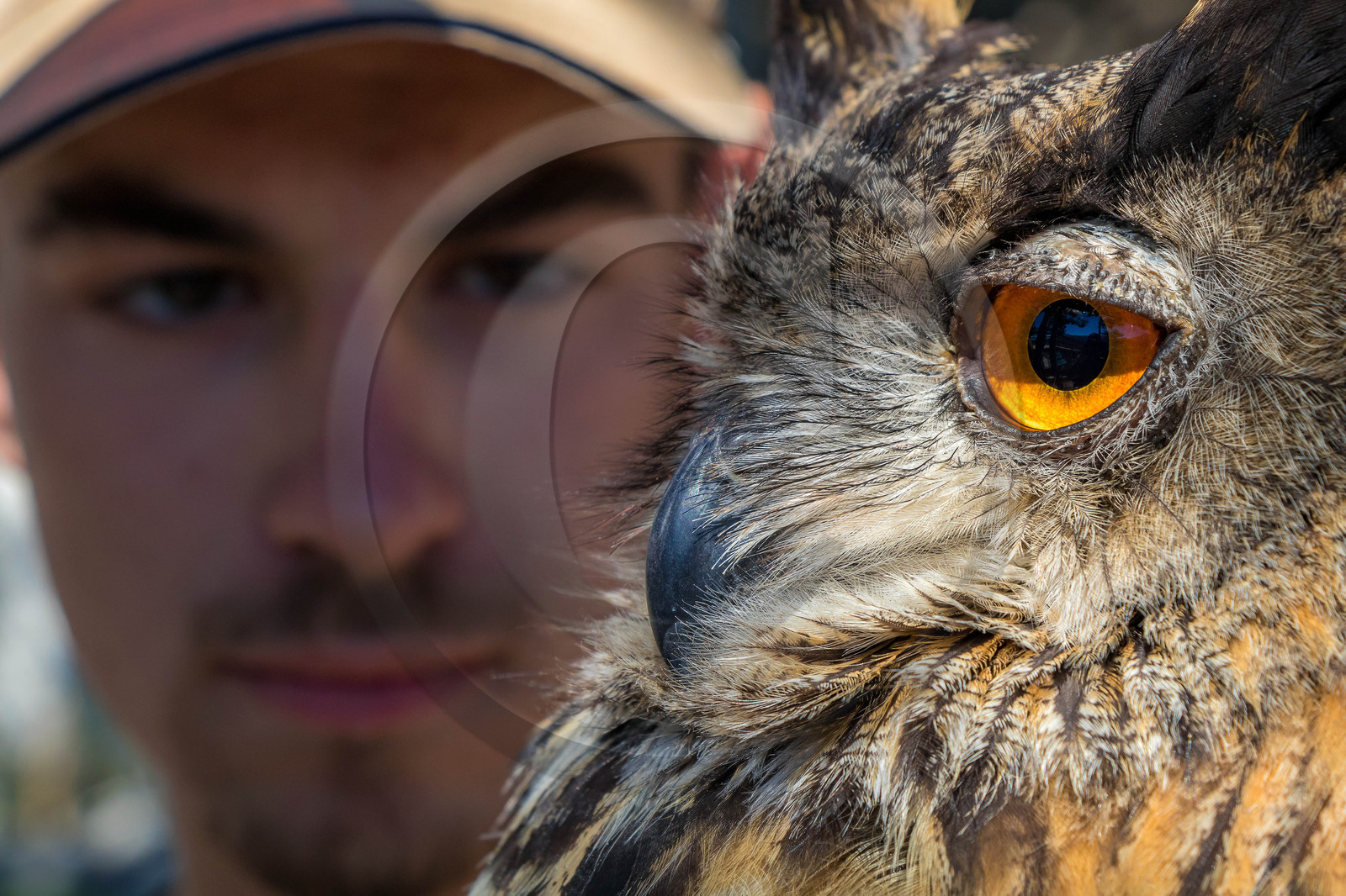 Parc animalier de Serre-Ponçon, Hibou grand-duc, Bubo bubo