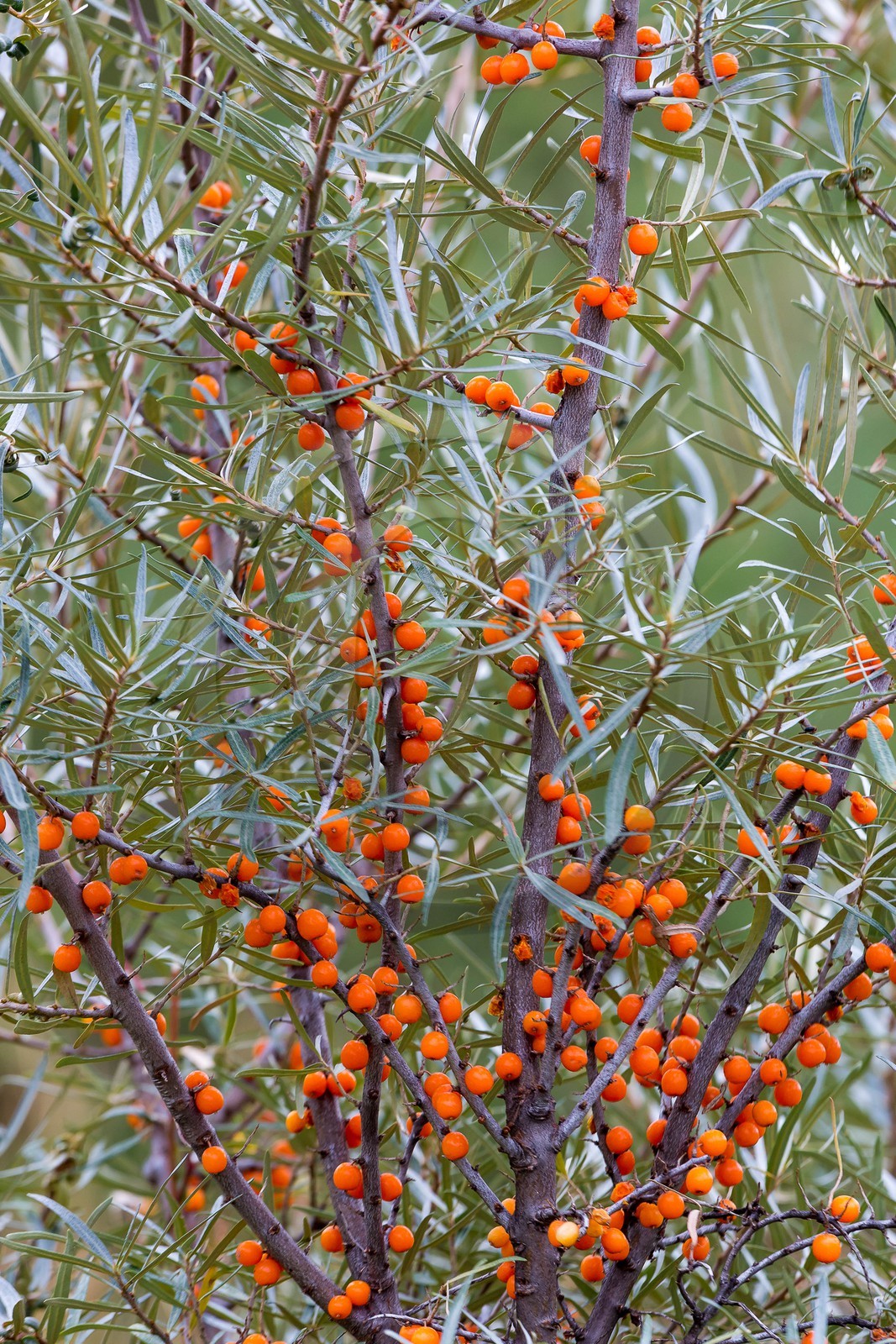 David Viveau agriculteur, producteur de baies d'argousier