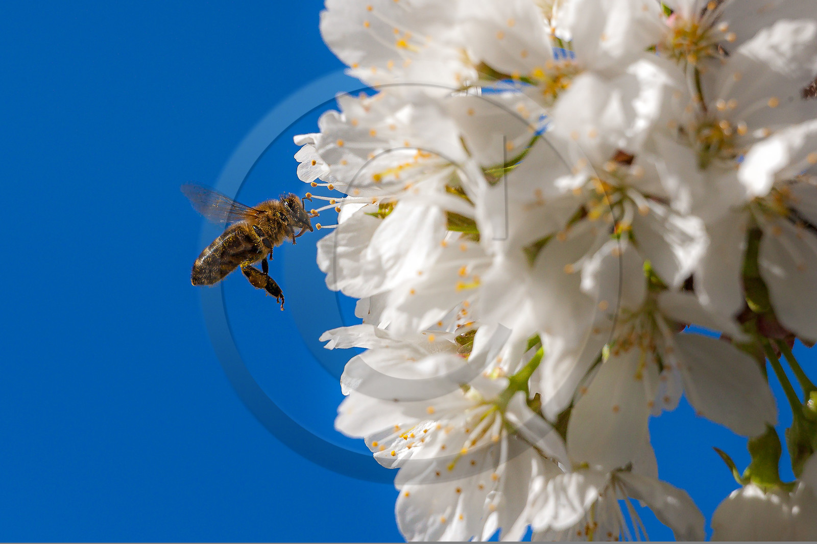 Abeille sur fleur de cerisier