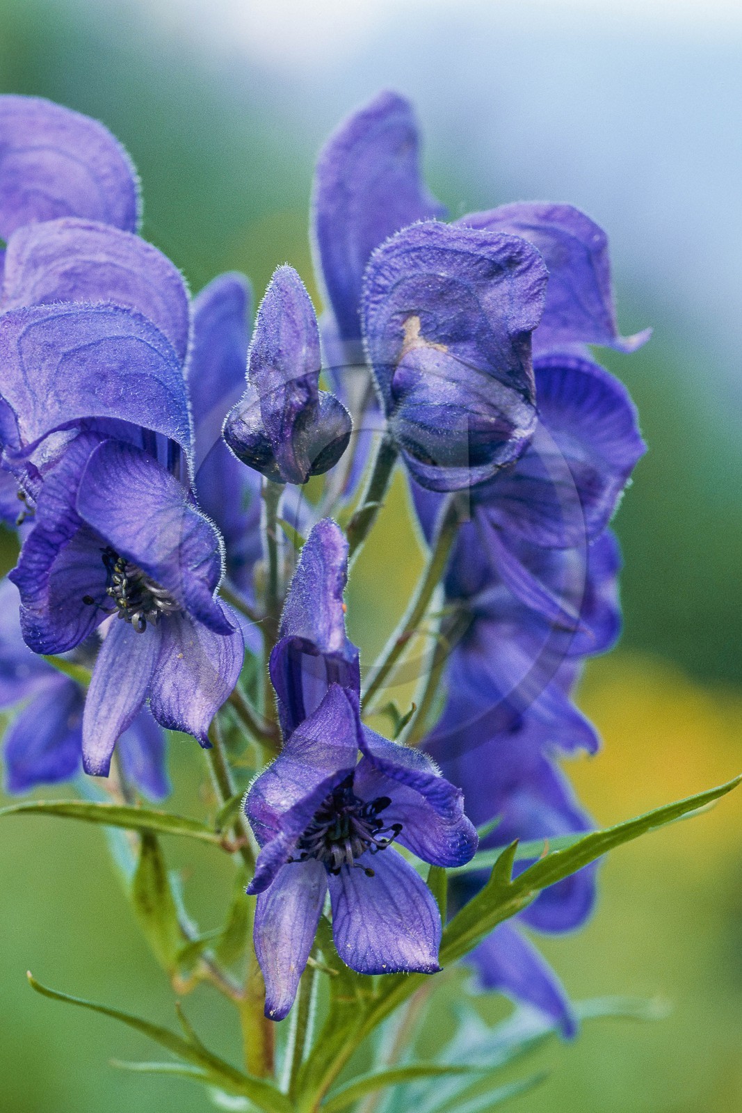 Aconit napel,  Aconitum napellus