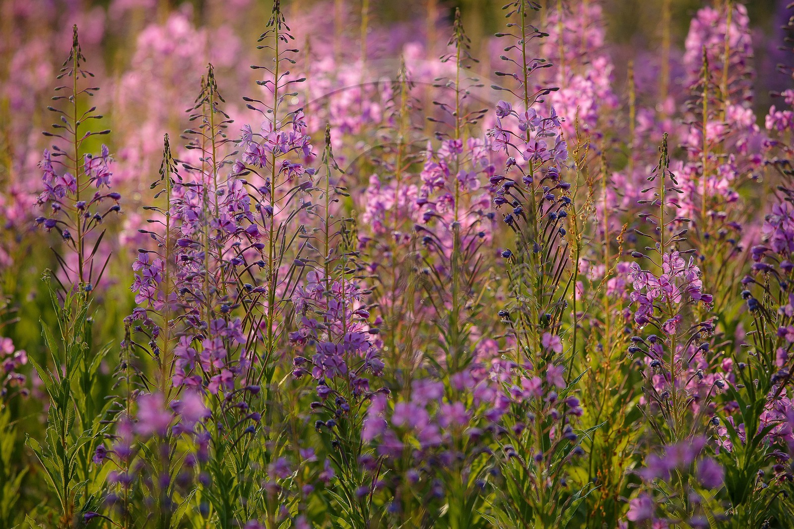 Épilobe en épi ou Laurier de Saint-Antoine, Chamerion angustifolium