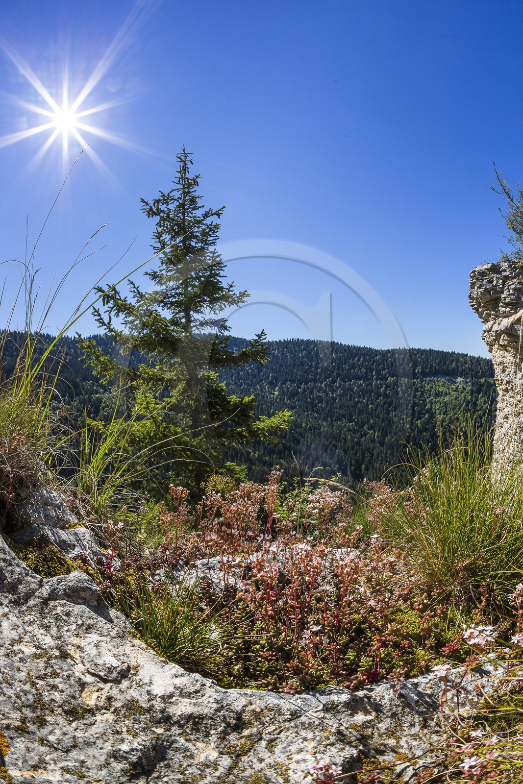 ENS de l'Isère, Plateau de la Molière et du Sornin
