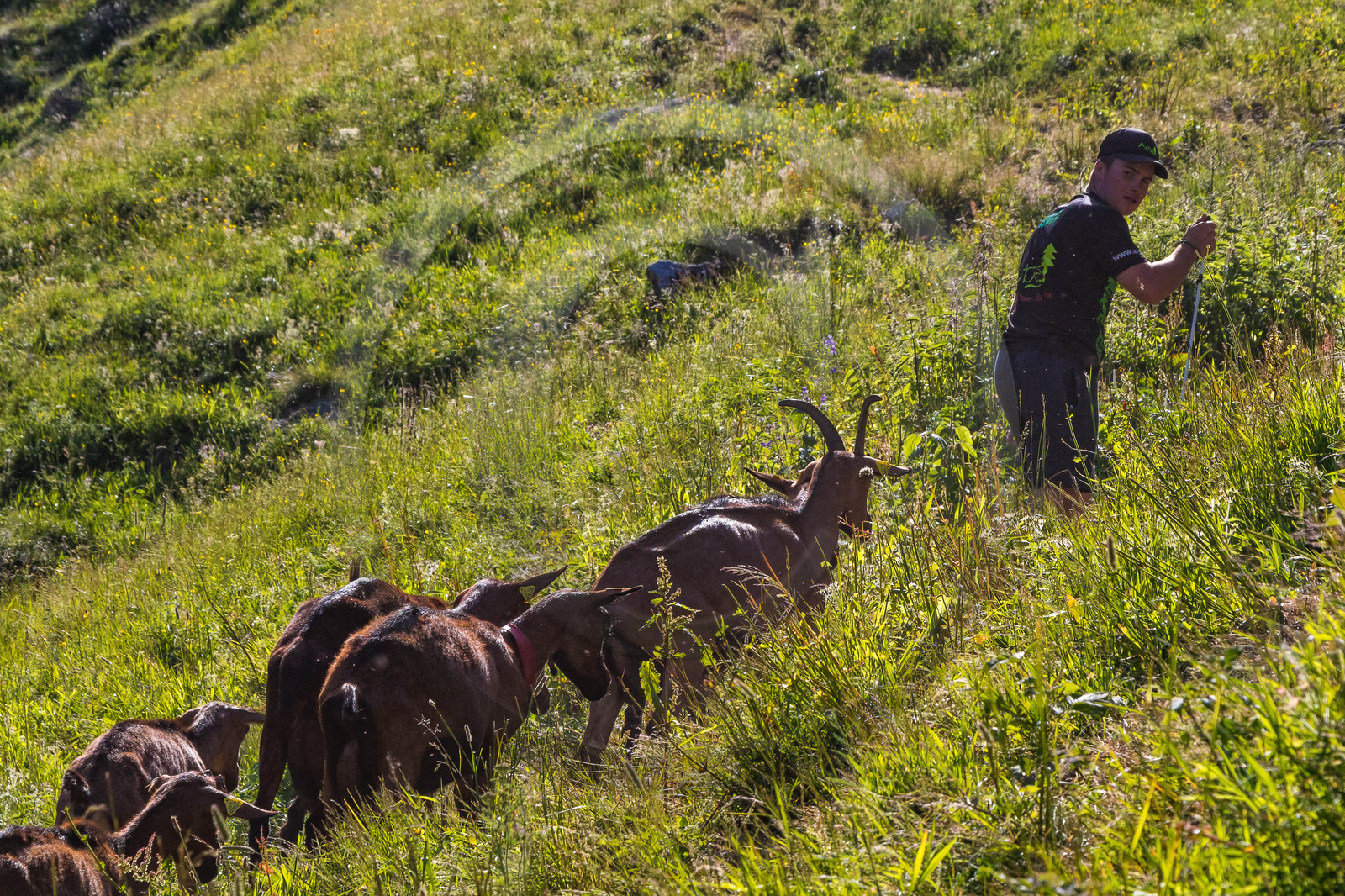 Gaec La chèvrerie des Combettes