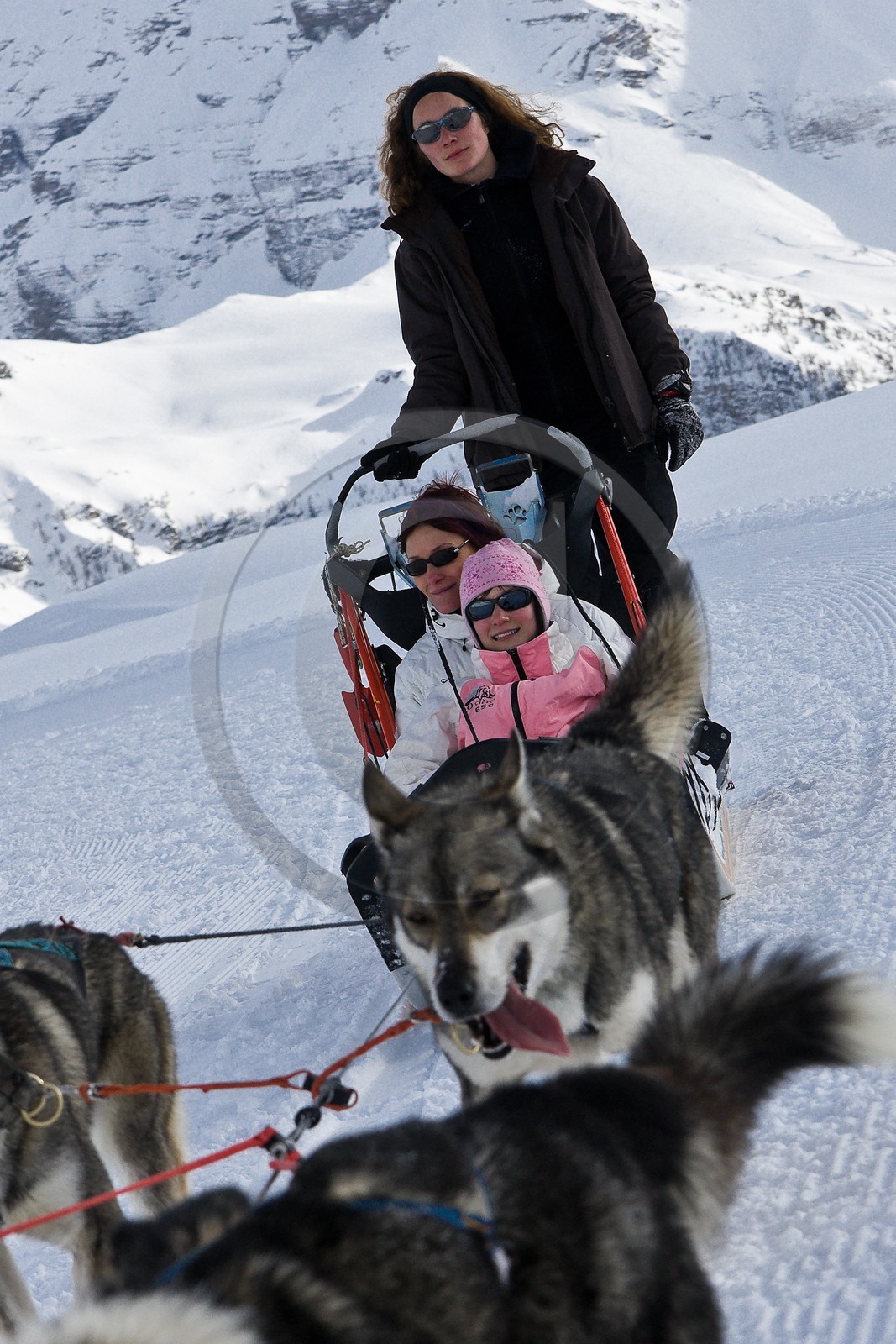 Chiens d'attelage