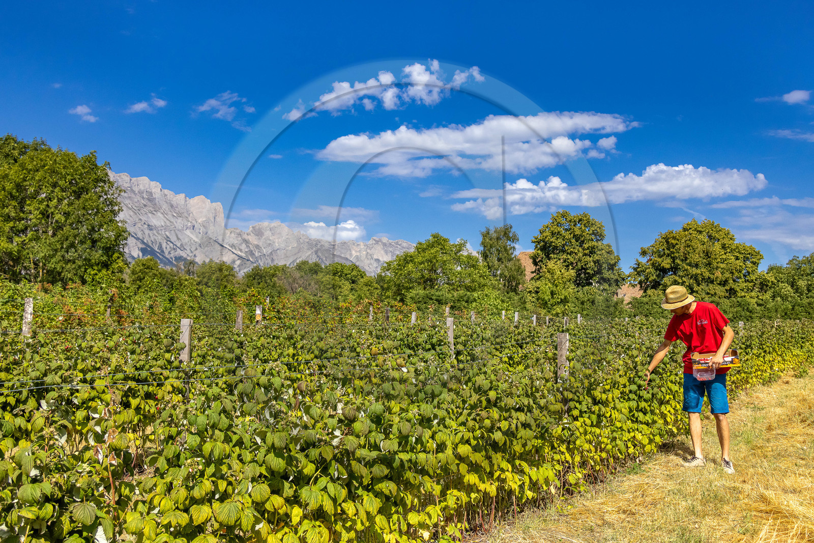Ecrins de fruits, producteur de fruits rouges