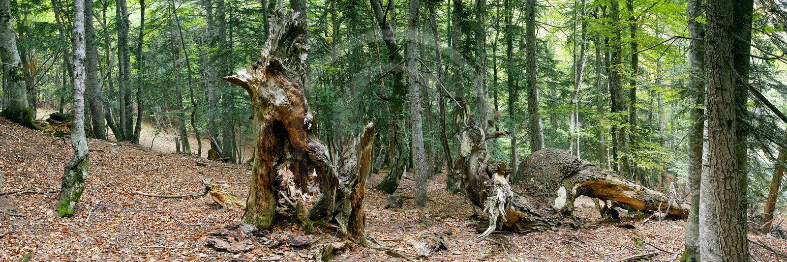 Bois du Chapitre