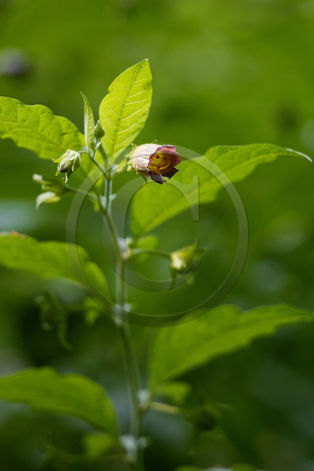 Belladone, Atropa belladonna