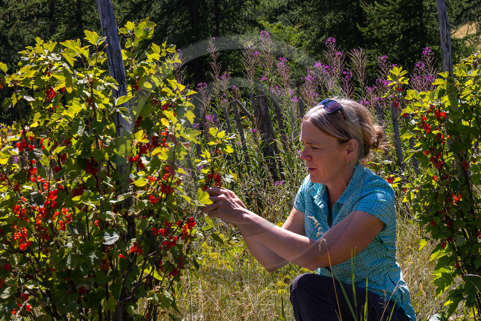 Les cueillettes du Lauzet