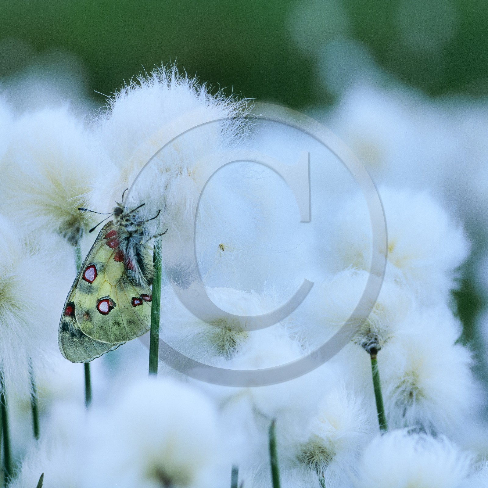 papillon, apollon, parnassius apollo