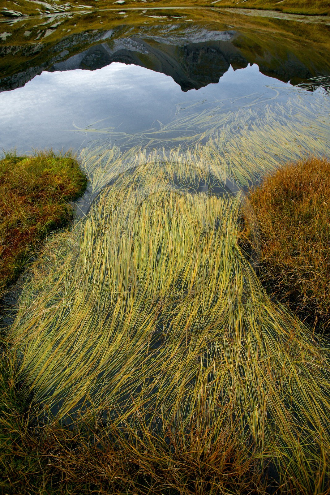 Lacs du Désert de Platé, Potamogeton pusillus
