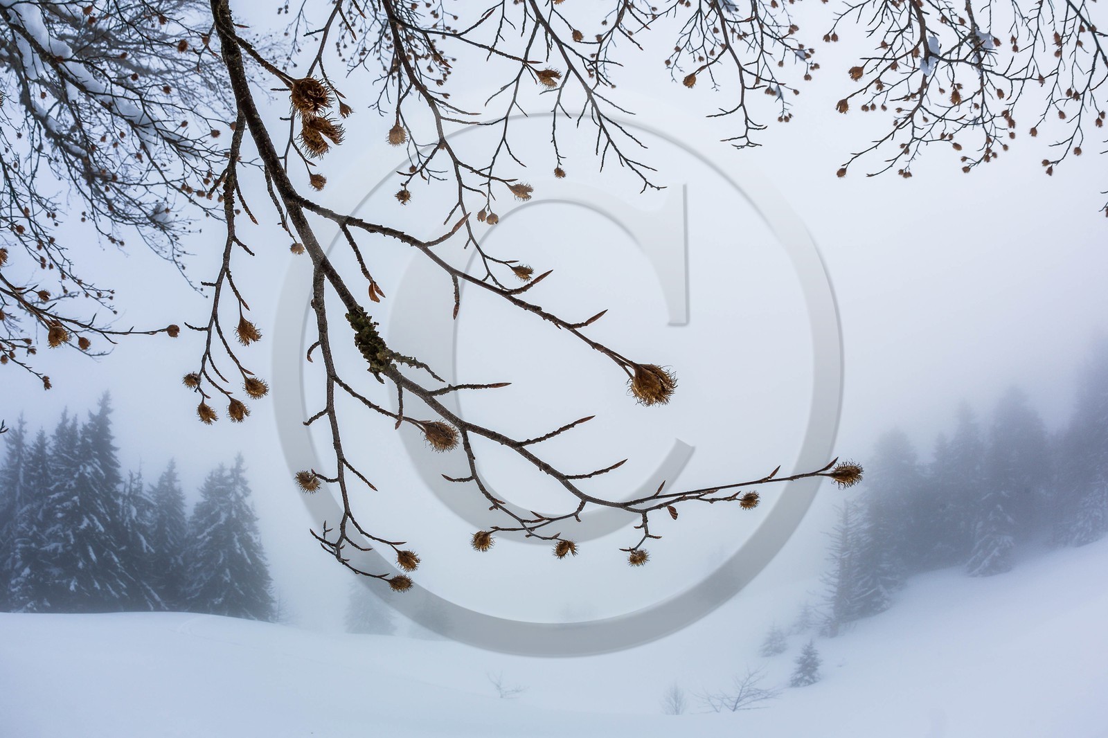 Espace naturel sensible de l'Isère, Col du Coq