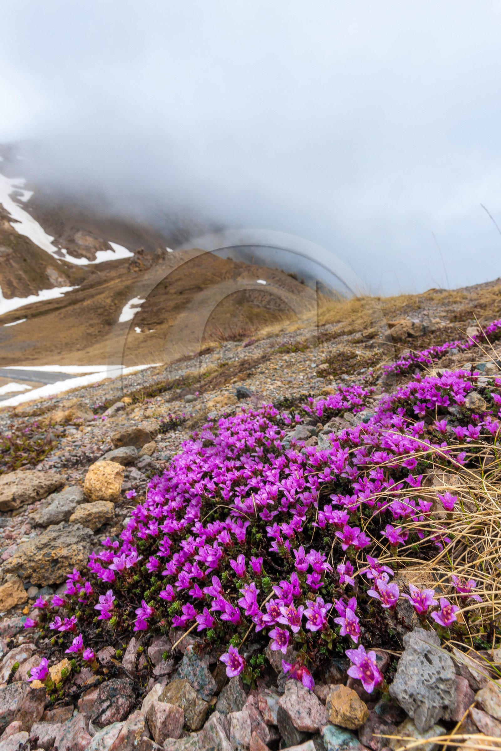 Saxifrage à feuilles opposées
