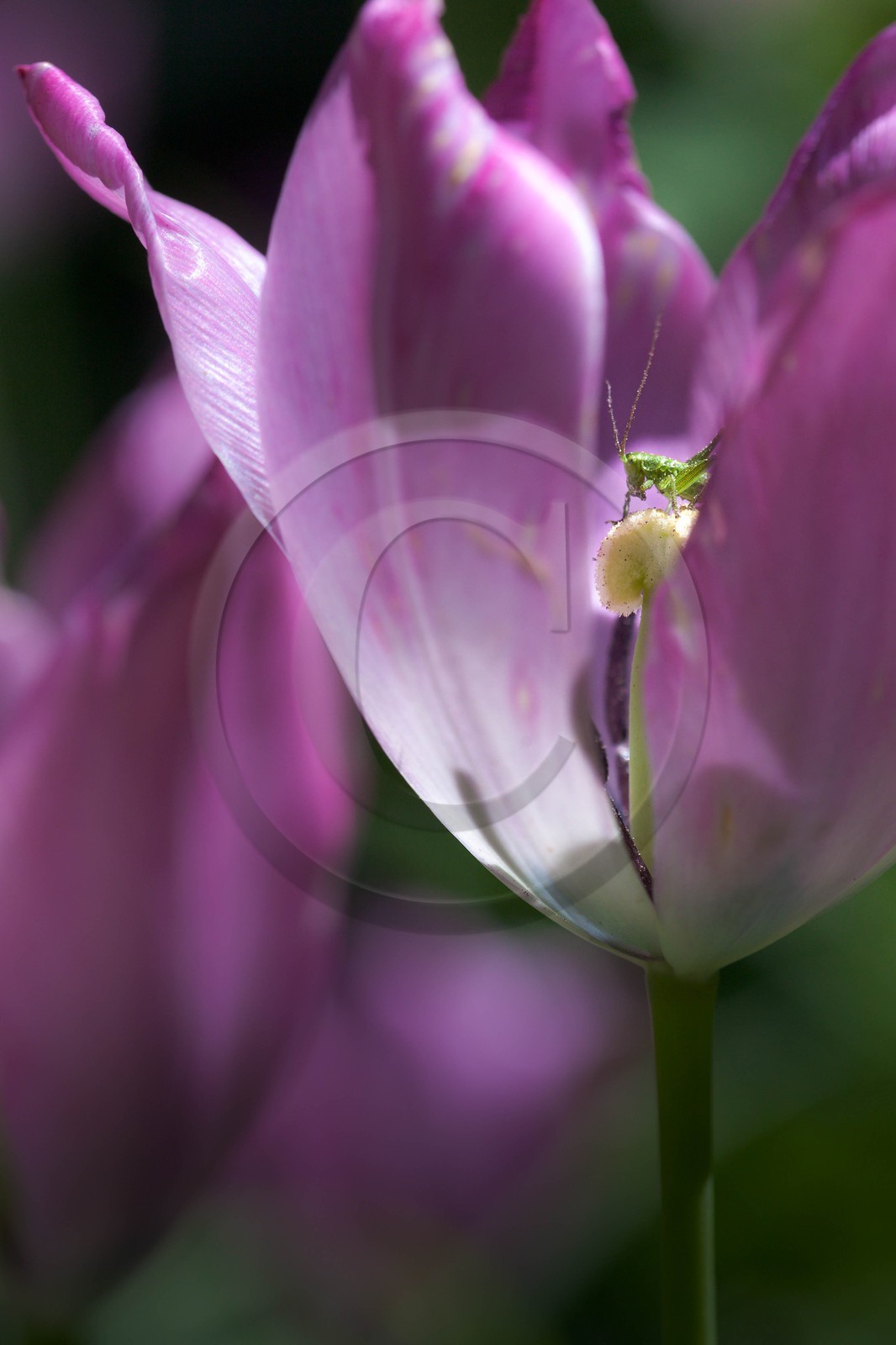 Tulipe de Guillestre, Tulipa platystigma