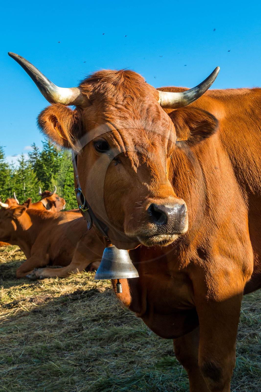 Arvieux, Christian Blanc éleveur de tarines