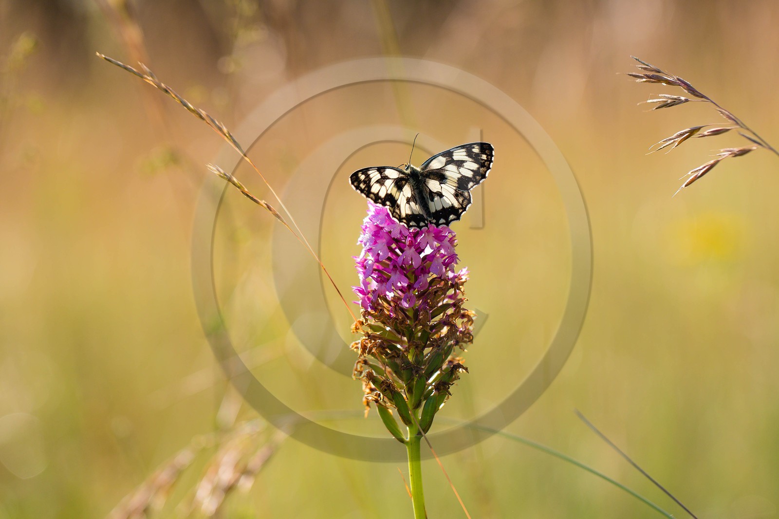 ENS de l'Isère, , le méandre des Oves