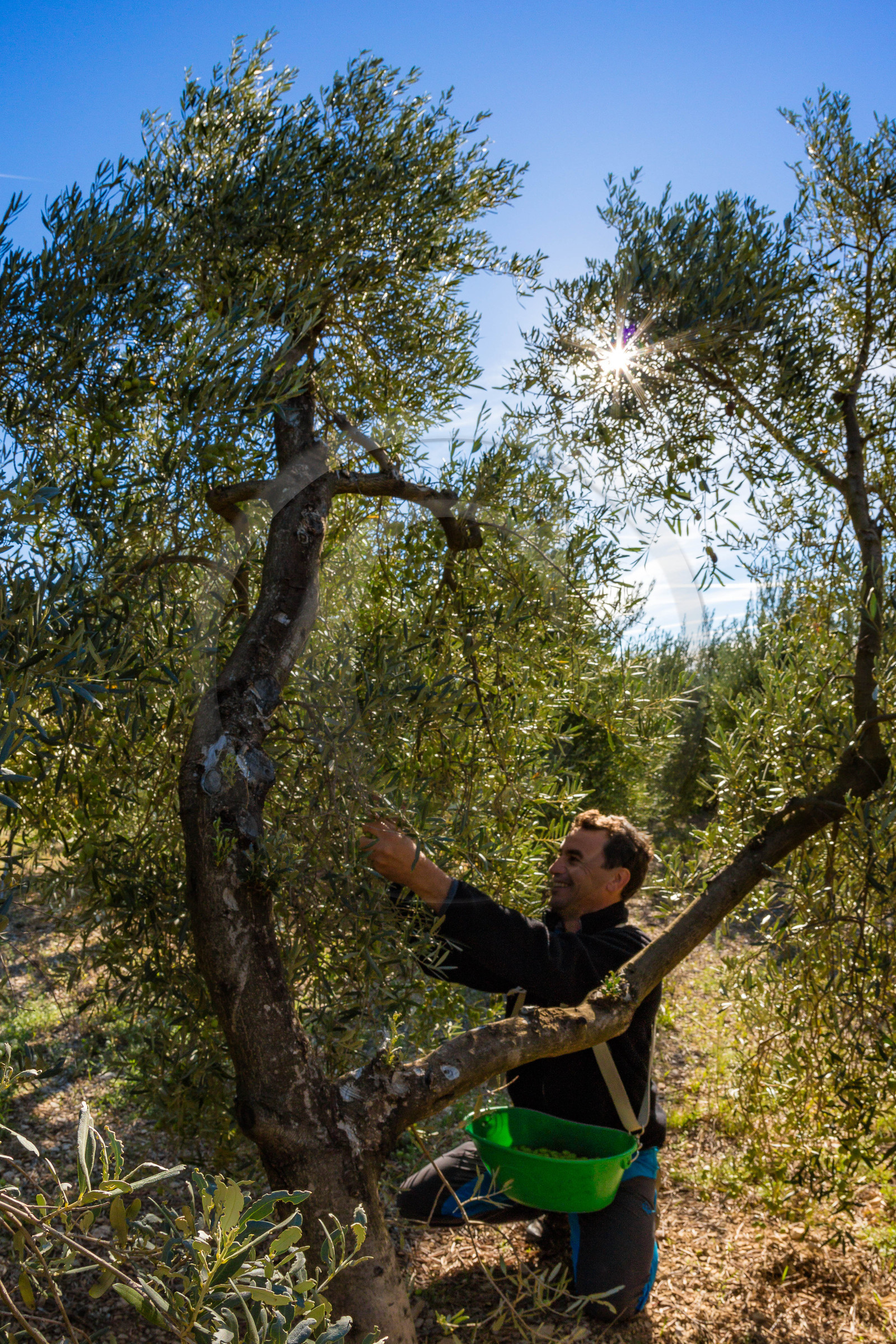 Le verger des Baux, Olivier Roman