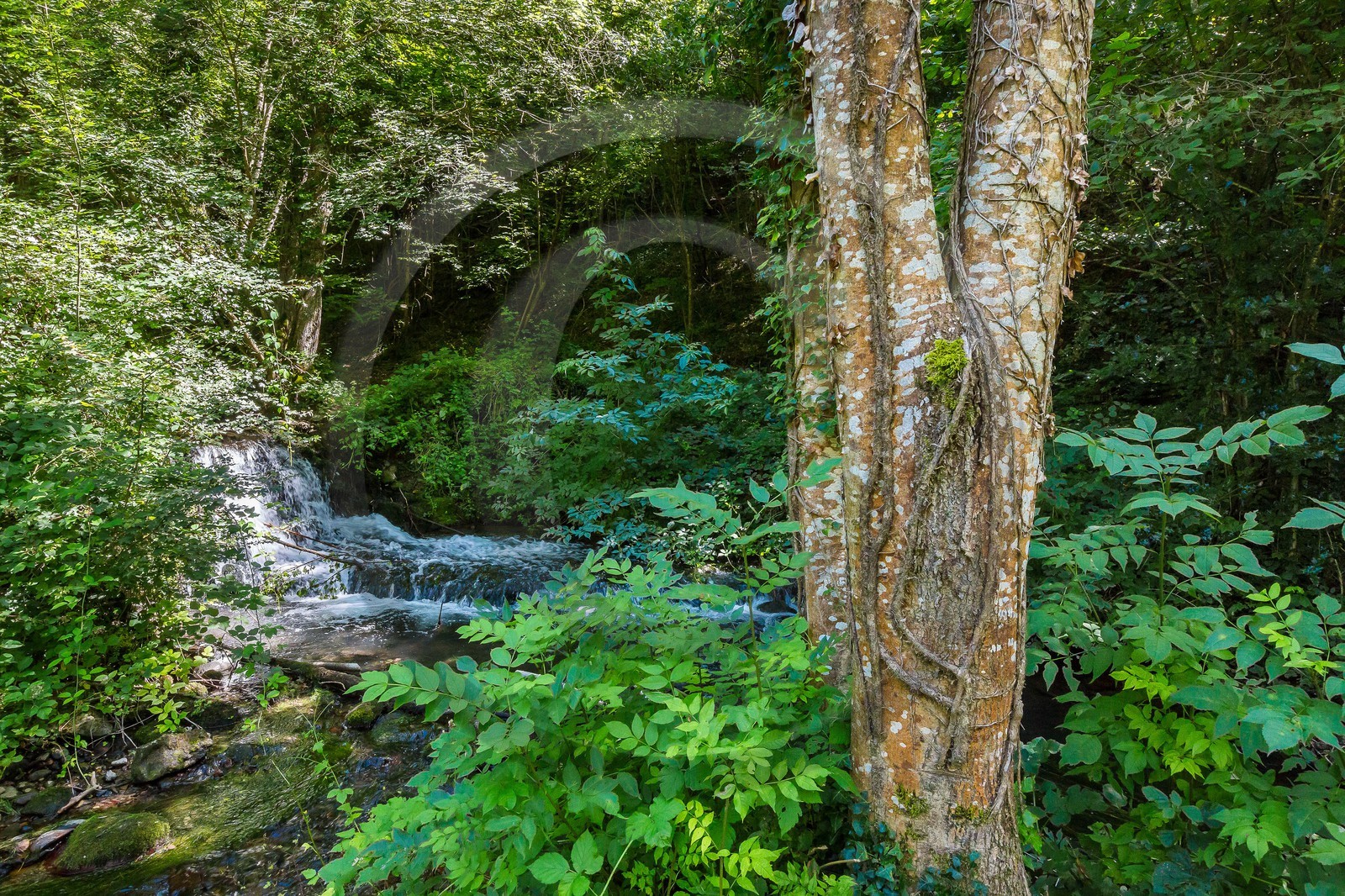 ENS de l'Isère, étang de Cote Manin