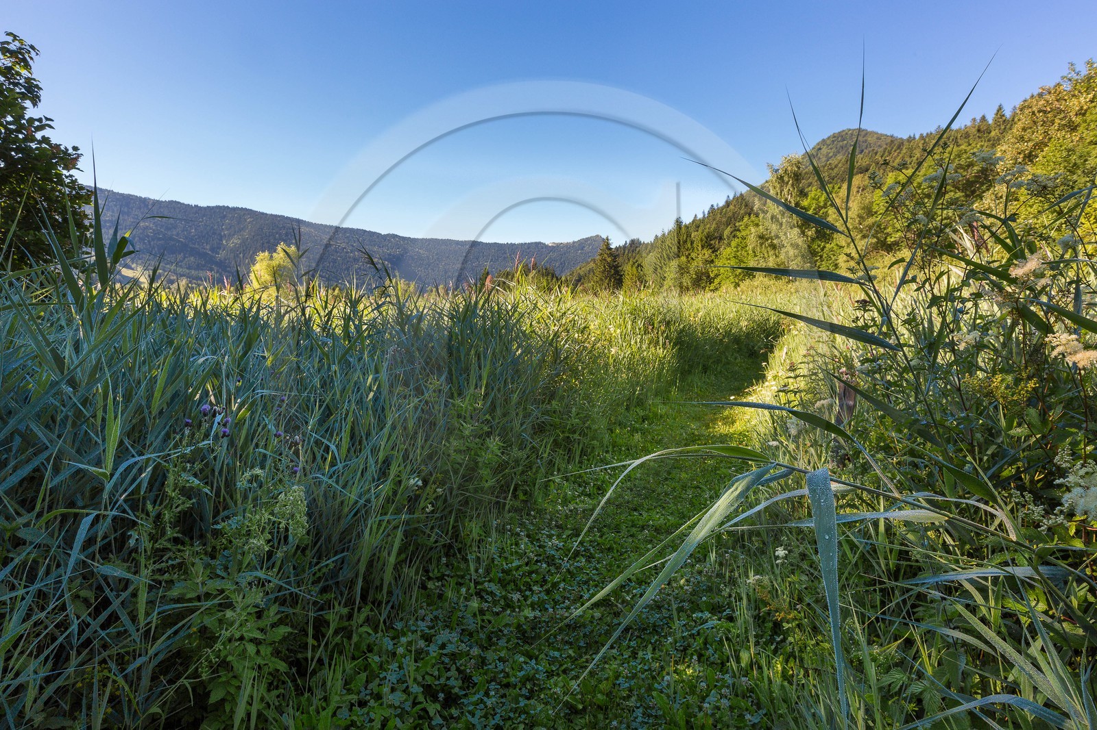 ENS de l'Isère, Marais des Sagnes