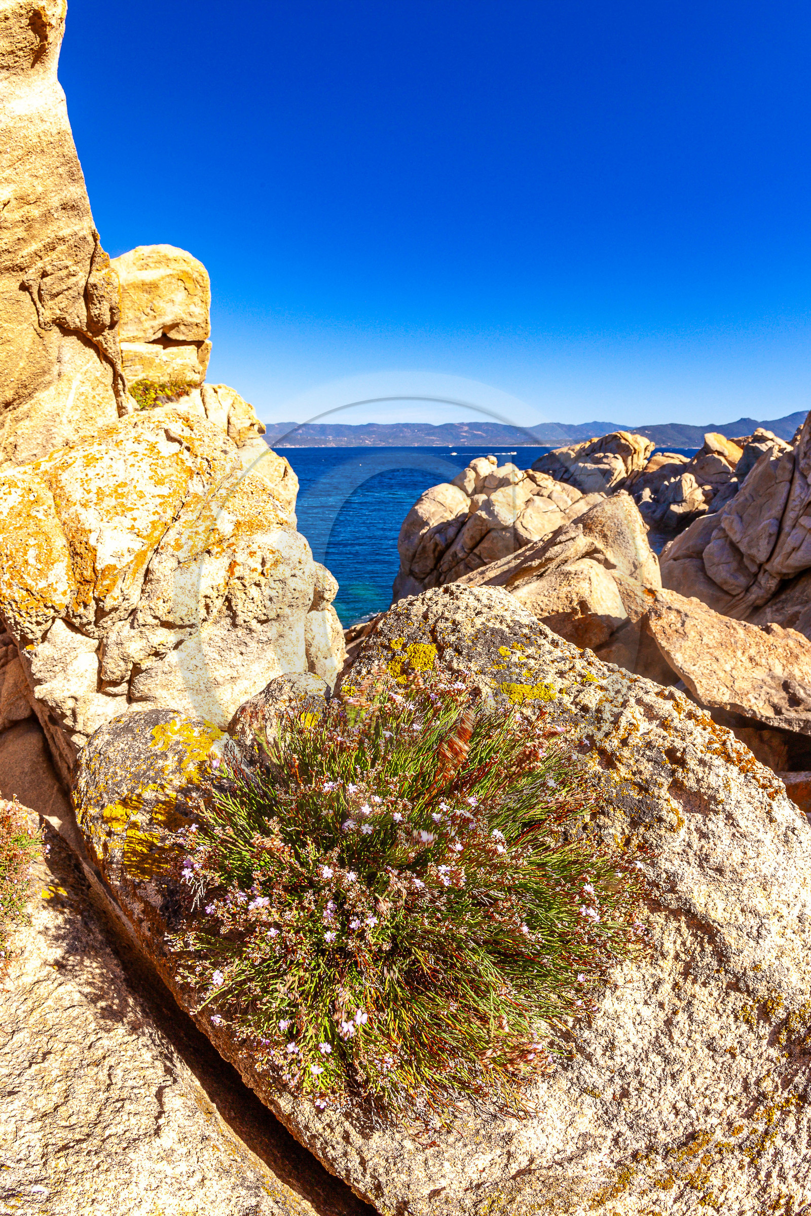 Belvédère-Campomoro, flore