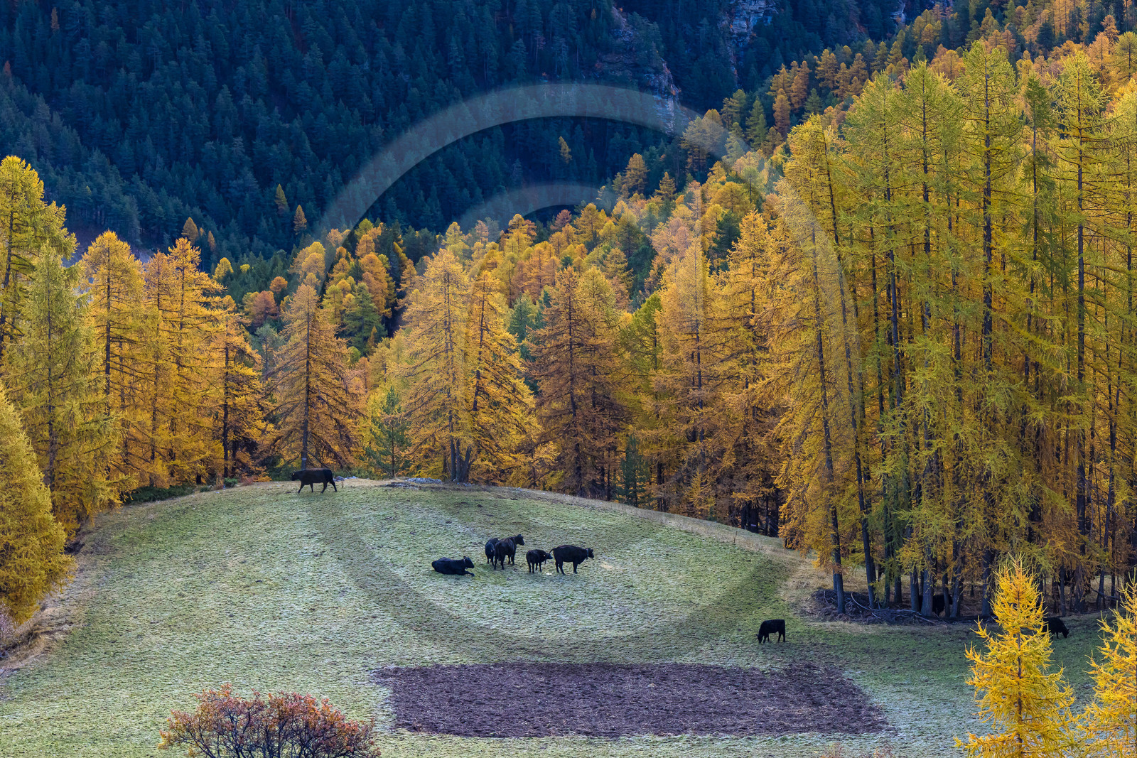 Paturage en forêt de Mélèze d'Europe