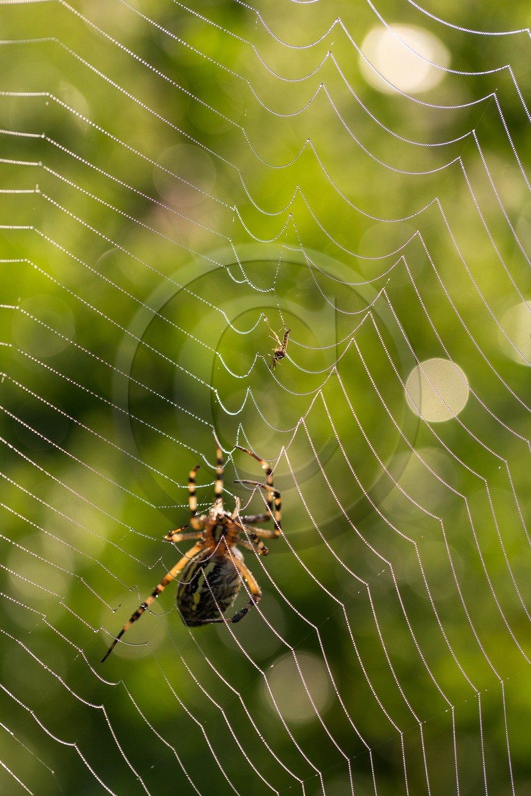 ENS de l'Isère, étang de Mai