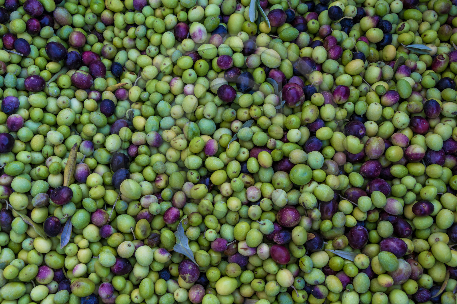 Moulin Jean-Marie Cornille