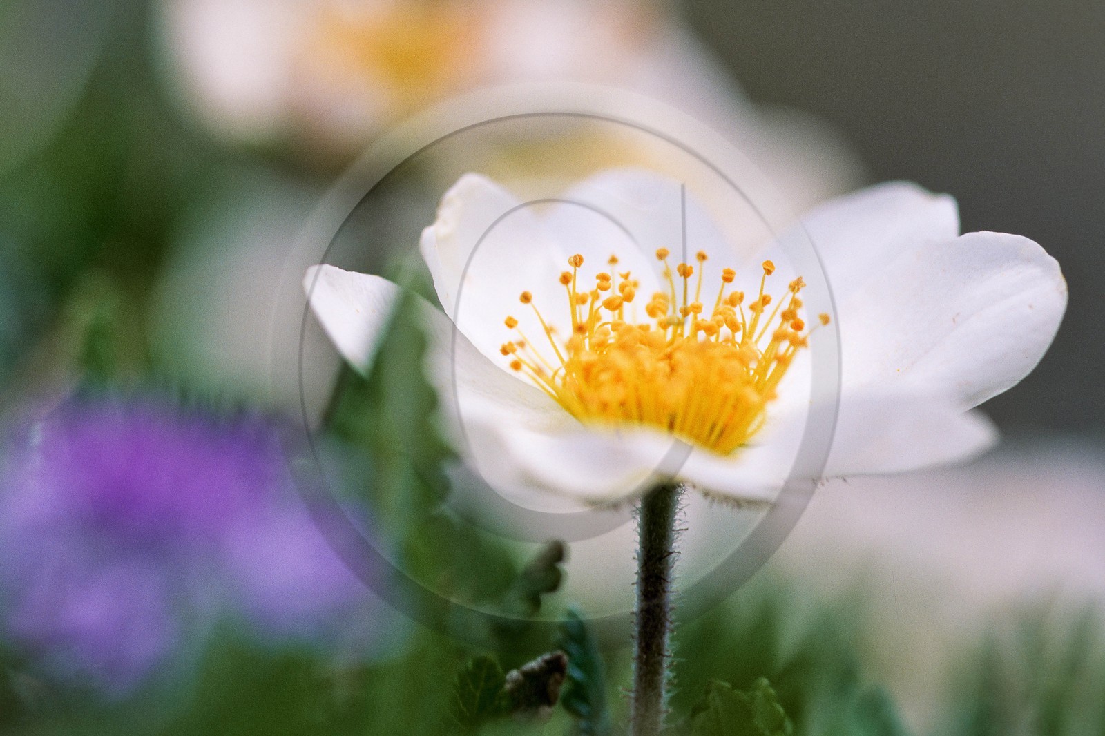 Dryade à huit pétales, Dryas octopetala
