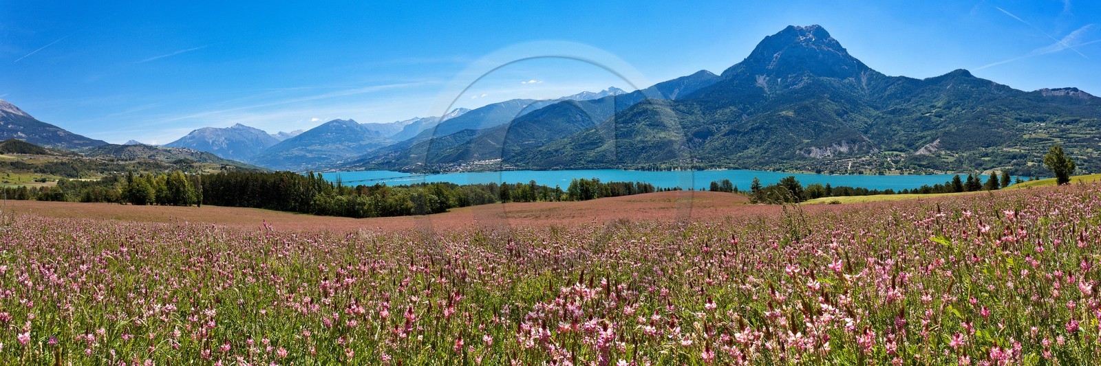 Lac de Serre-Ponçon, champs de luzerne et le Pic de Morgon