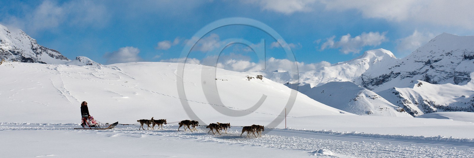 Chiens d'attelage