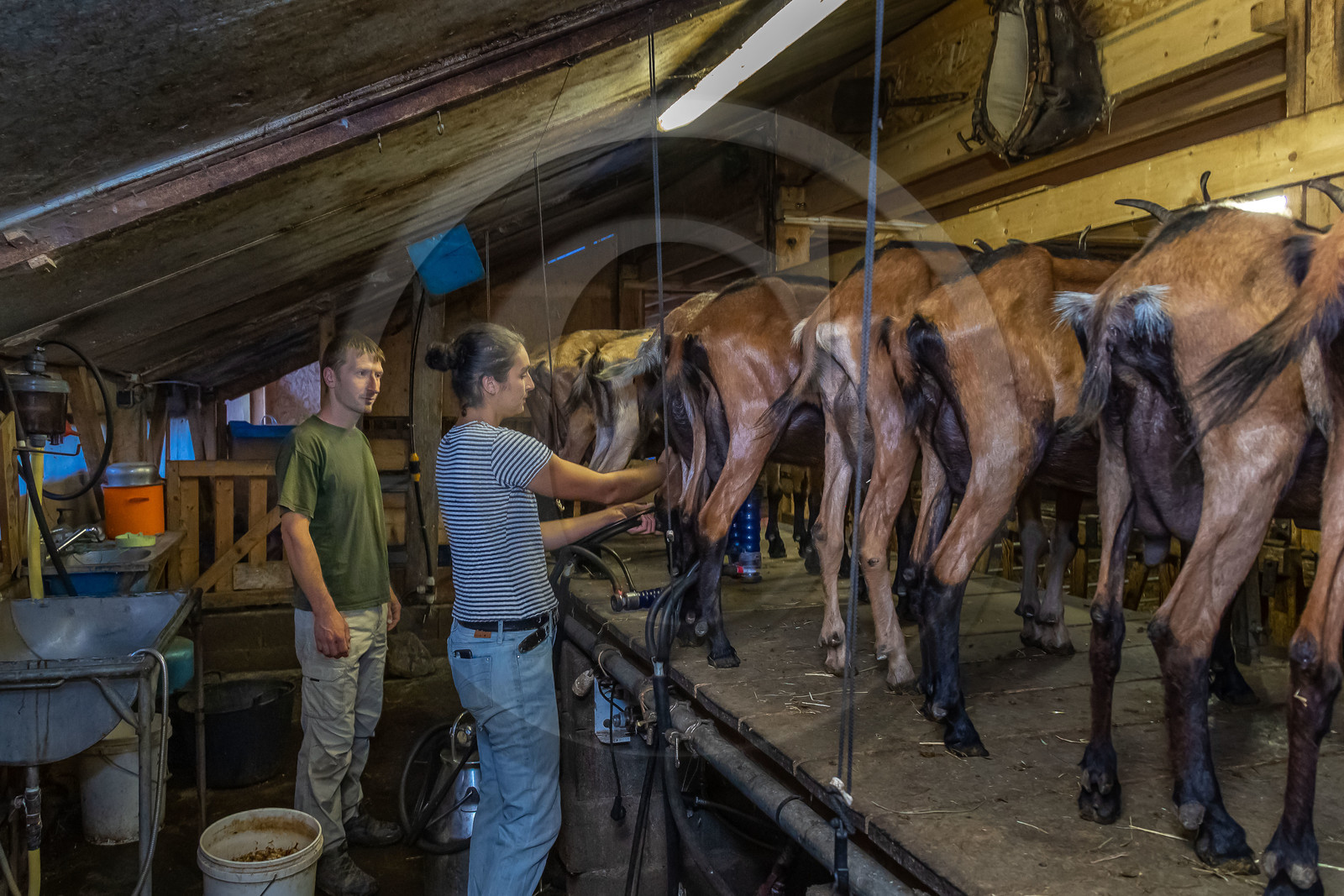 Ferme du Bayle, traite des chèvres
