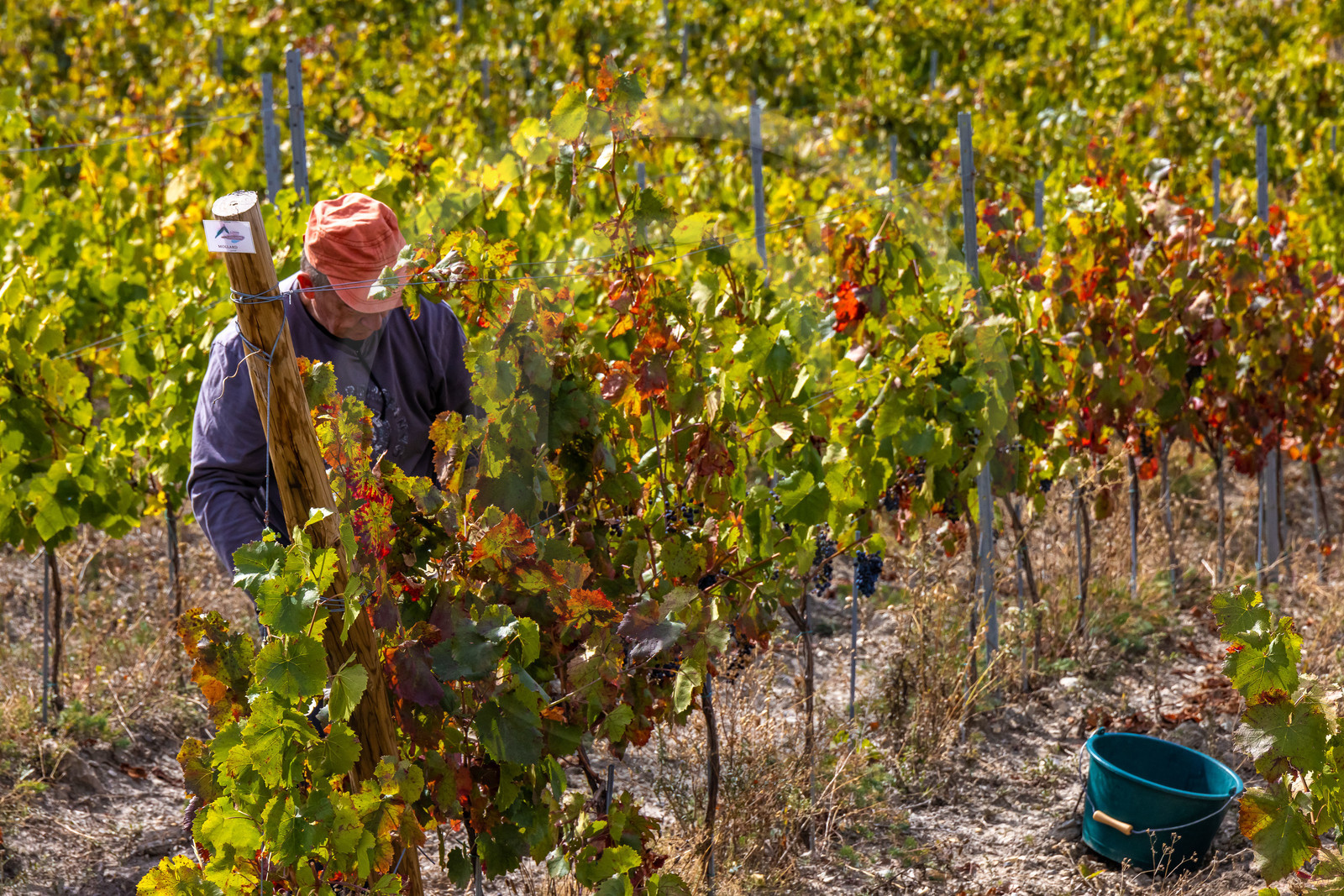Domaine du Mont Guillaume
