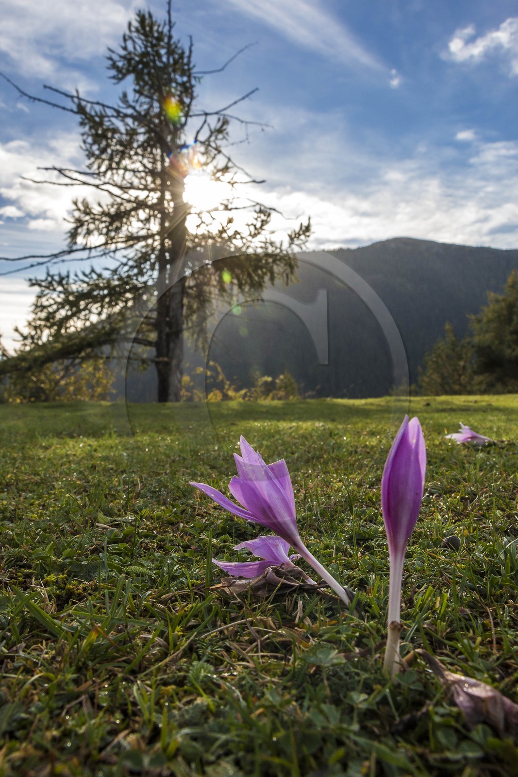 Vallée de la Tinée, Roubion-Les Buisses, le Puy, colchiques à Fortunette