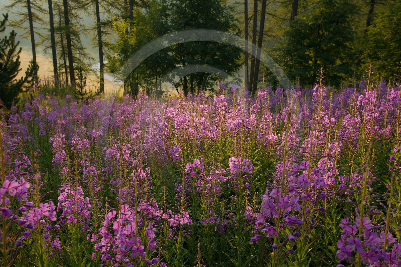 Épilobe en épi ou Laurier de Saint-Antoine, Chamerion angustifolium