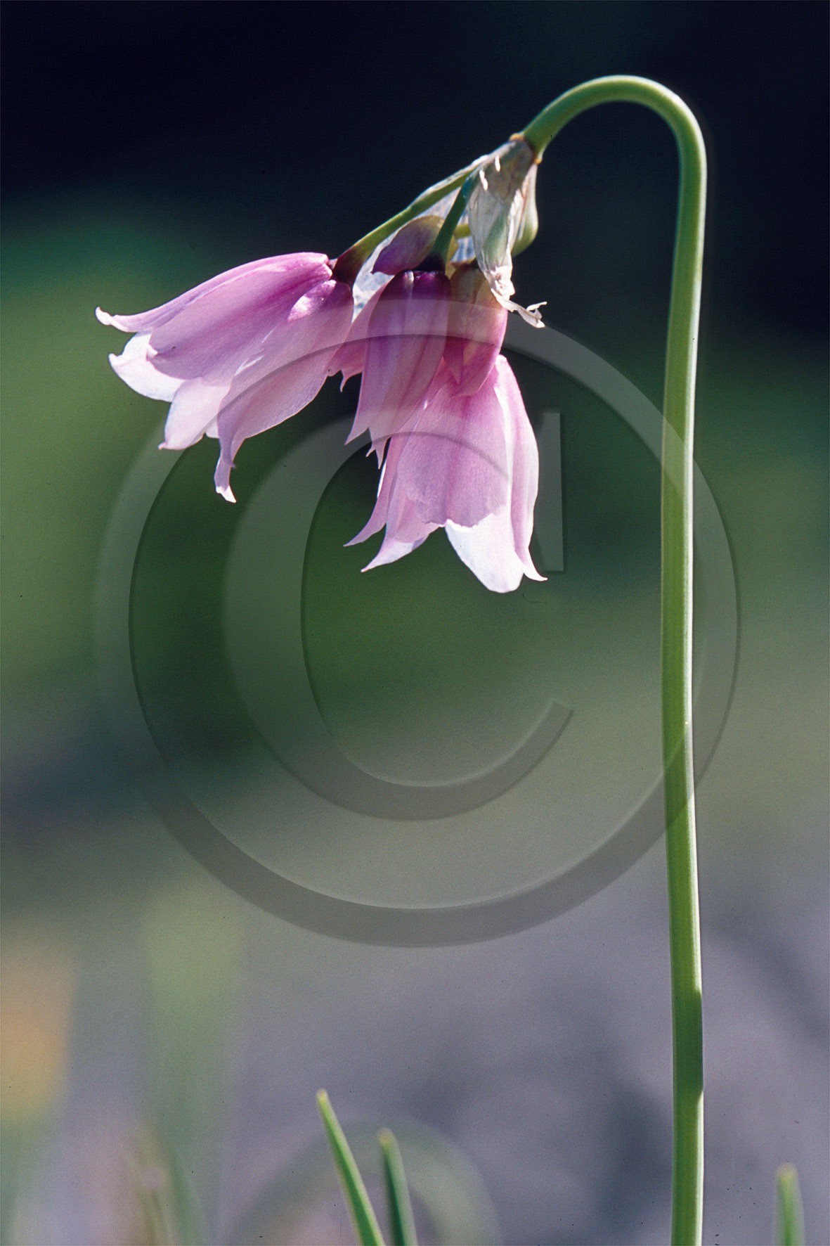 ail à fleurs de narcisse (Allium narcissiflorum Vill.)