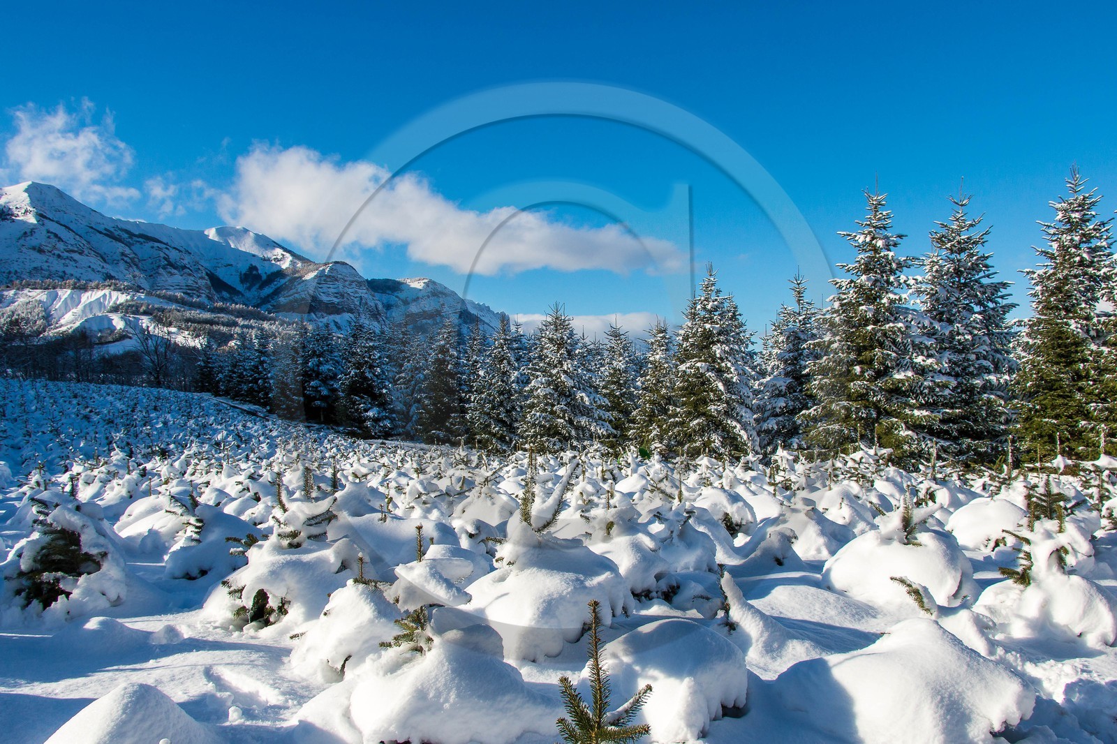 Pépinière Robin, producteur de sapin de Noël
