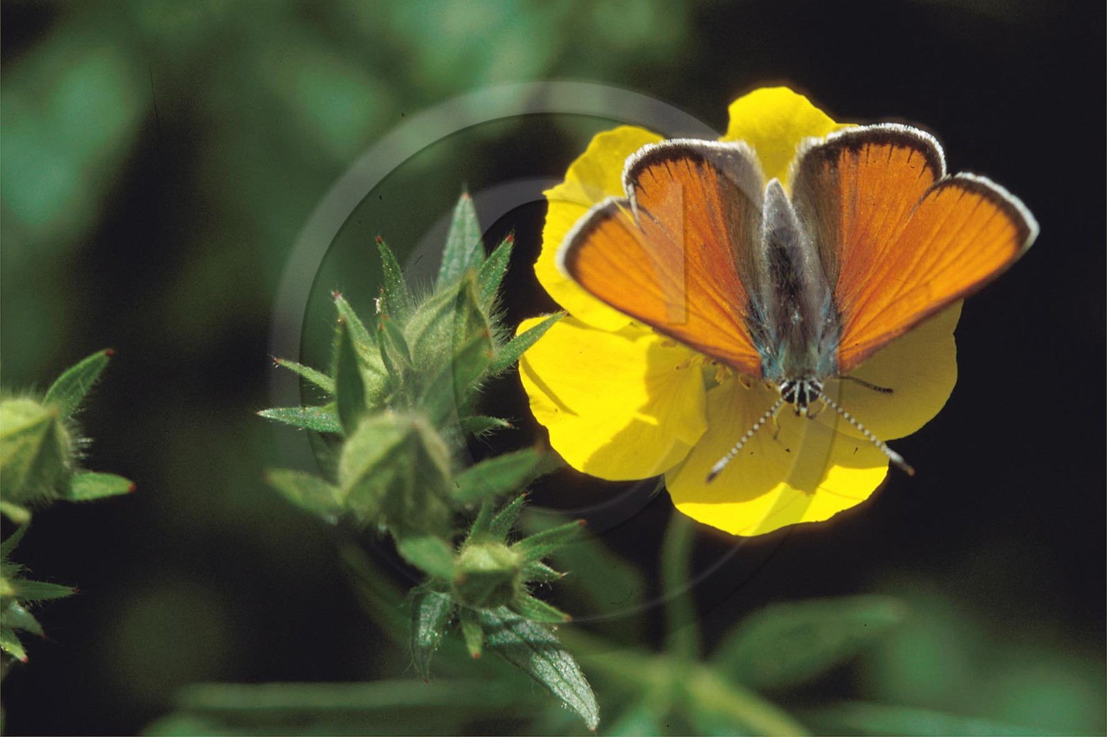 Potentille du Dauphiné, Potentilla delphinensis